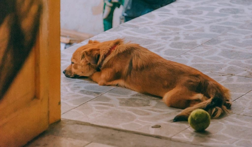Dog resting on a tiled floor