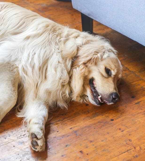 Golden retriever lying on a wooden floor