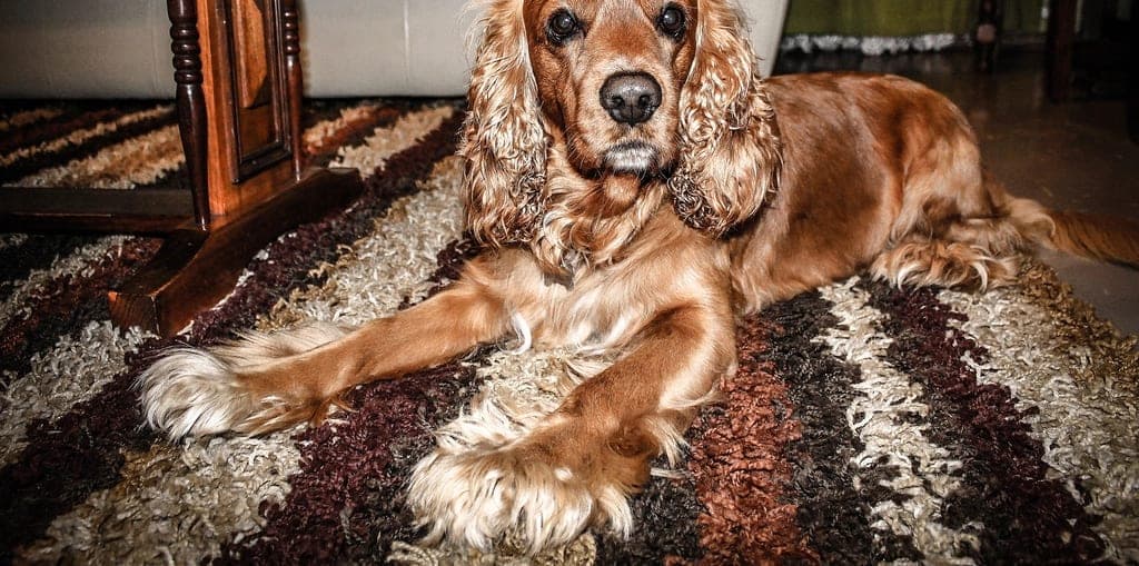 Pet Odors? Here’s How to Keep Your Home Smelling Fresh